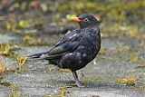 Eurasian Blackbirdborder=